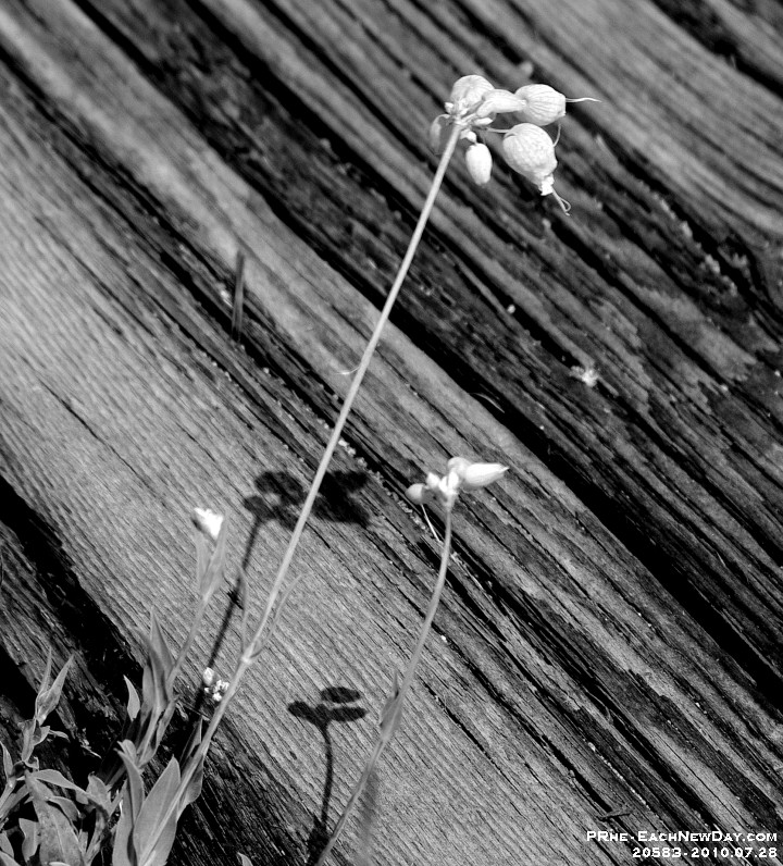 20583CrBwLeSh - Vacation 2010 - The Agawa Canyon - Sault Saint Marie